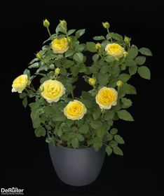 月季种植：土壤选择与准备