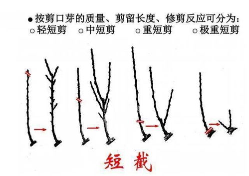 前半部分：菊花嫁接
