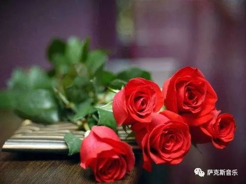 玫瑰花晚上绽放，为何选择夜幕低垂