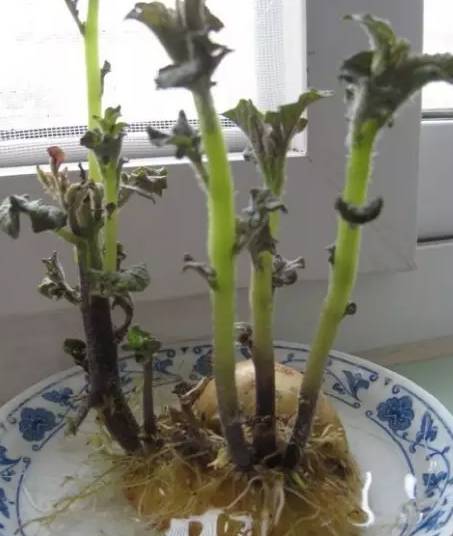 水培迎春死因何在？根系缺氧还是营养失衡