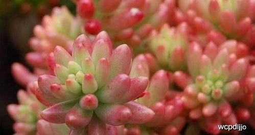 揭秘多肉植物界的“法师”与“掌中宝”：莲花掌科的奇妙世界！