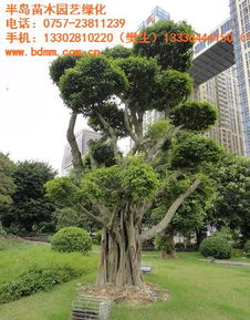 树木种类和规格的影响