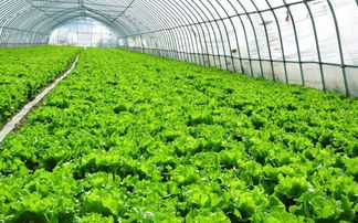 红土的地里Neng种些啥子菜呢？