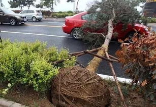 “三不要”型选手