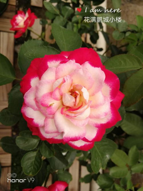 月季种植新手的福音：切花朱丽叶、 摩纳哥公主、摩纳哥公爵三大品种详解