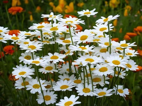 除虫菊生长周期揭秘