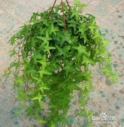 对身心健康的积极影响