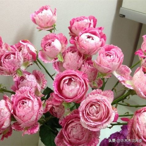 月季浇水指南：揭秘月季增浇时刻