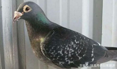 话说那天 我看见鸽子中毒了