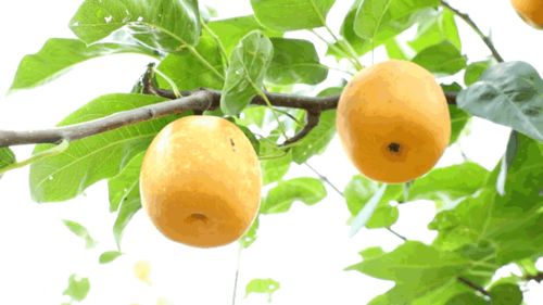 甘露子可食用？这颗“甜果”有何独特魅力