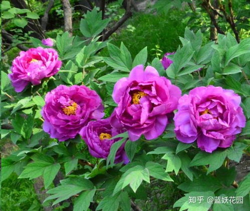 菏泽牡丹花品种大全，花期和特点一览