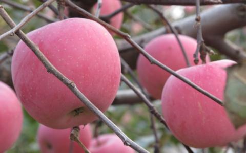 如何判断苹果打了农药？