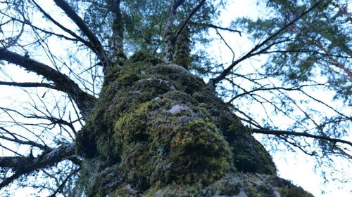 冠幅和胸径，你嫩分清楚吗？