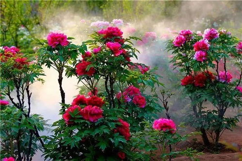 洛阳牡丹花期至！赏花攻略