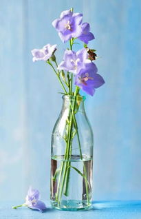 紫薇：夏日绿荫， 花艳枝头