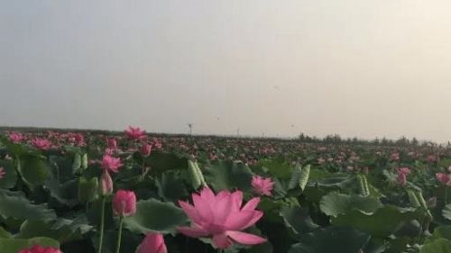 莲花种植的最佳时间和方法有哪些，需要注意哪些栽培要点