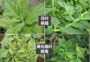植物叶子有虫害，如何快速辨别