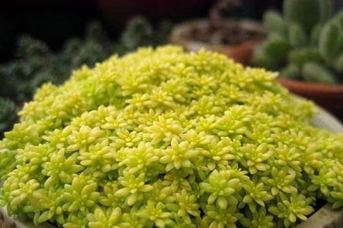 养护不活的隐形雷