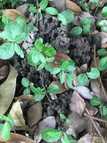 兰花怎么栽种？茶花种在何处最适宜