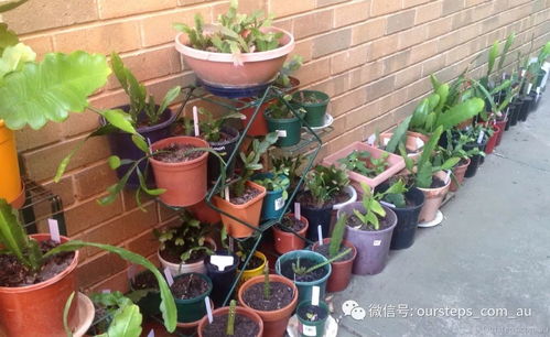 土壤和植物的搭配