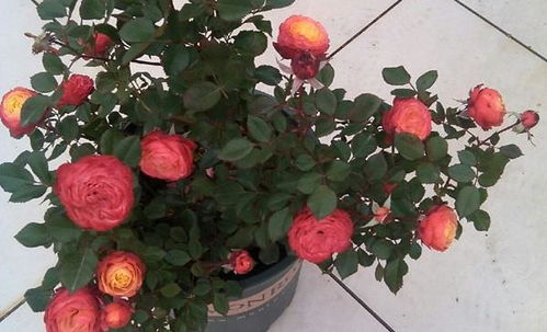 月季花，那美丽的小家伙