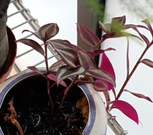 合理选择， 提高成活率