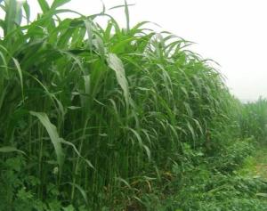 墨西哥玉米草：适应性强的外来客