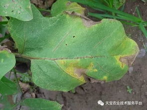 苯醚甲环唑加福美双加一夜青，照说明用！