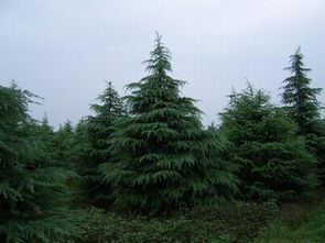 常年供应2米雪松：龙柏的绿化景观效果佳