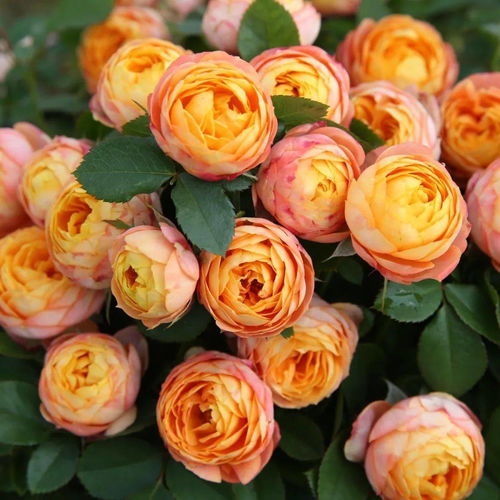 品种特点大梳理