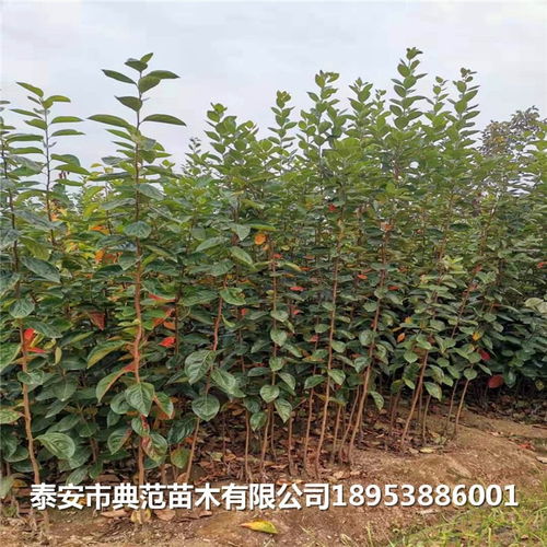 土壤湿度， 柿子树的温馨小窝