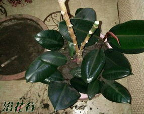 春季的温柔拥抱