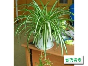 芦荟旺财，摆放有禁忌