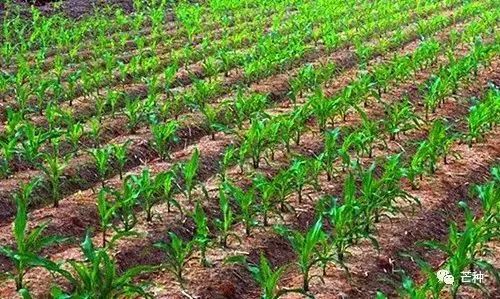 玉米地土壤封闭除草，指利用化学药剂在土壤表面形成封闭层