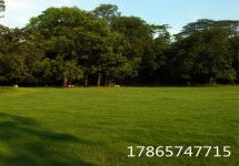 我的对比实验， 阳台上的草种大战