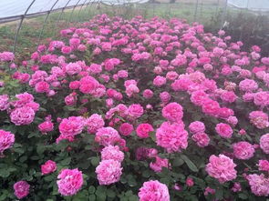 银河北街的月季盛景