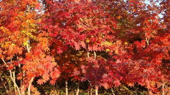 血皮槭：北方的红颜佳人，嫩在辽宁安家吗？