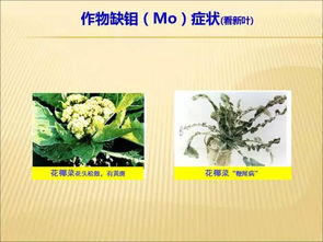 花卉微量元素如何科学补充？效果显著吗