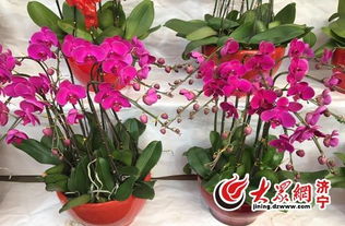 观赏价值极高的花卉