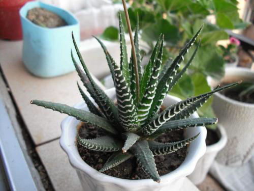 “橡皮树底肥秘籍，养出爆盆美株！”