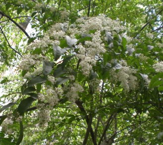 丁香花开， 绿化植物中的明星