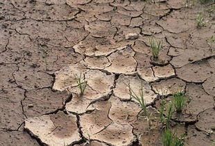 土壤板结，咋整？我来告诉你！