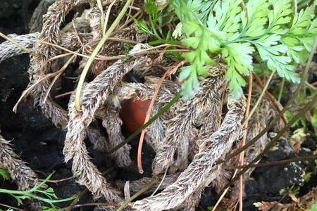 修剪树冠，防治病虫害