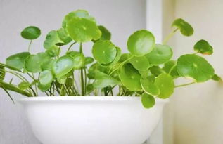 铜钱草：绿油油的财富象征