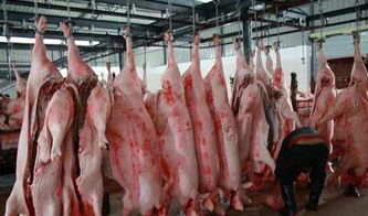 提升猪肉品质，倡导人道屠宰