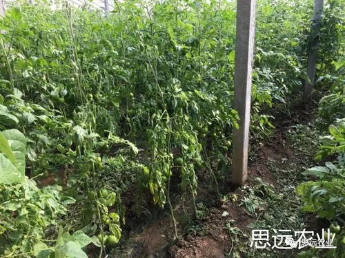 文竹蔓藤如何巧妙拆分，形成独特造型