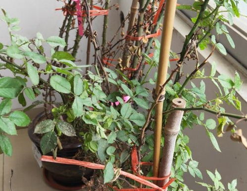 辣椒水， 驱赶小Neng手