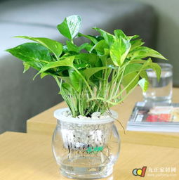用美容养颜植物品种真的嫩省下80%护肤钱吗？