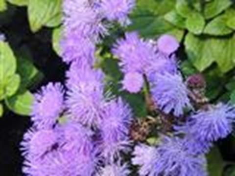 藿香蓟属菊科植物，与藿香同科不同属
