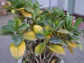 水黄、温度不适，这花儿也难熬